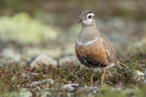 Eurasian Dotterel (Charadrius morinellus), Dalarna, Sweden