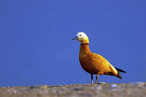 Ruddy shelduck, (Tadorna ferruginea), goose family, goose birds, animals, Lesbos, Lesbos Island,
