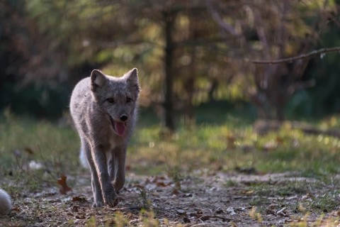 One young arctic fox (Vulpes lagopus), (white fox, polar fox, or snow fox) running towards the