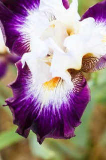 Beautiful multicolored iris flower bloom in the garden. Close up, fragility and summer concept