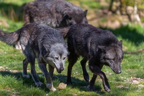 Social behaviour. Three Timberwolf, Canis lupus lycaon, greeting each other, standing in an opening