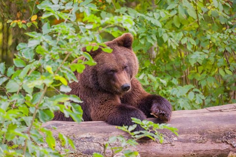 A young male Eurasian brown bear (Ursus arctos arctos) rests on a rotting log lying on the ground