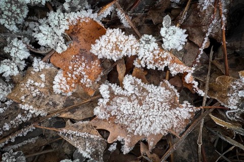 Close-up, leaves with hoarfrost, Weinviertel near Hadres, Lower Austria, Austria