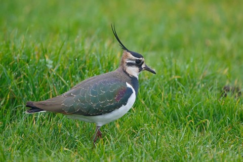 Northern Lapwing (Vanellus vanellus), Netherlands