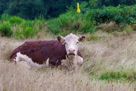 Hereford cattle, Netherlands