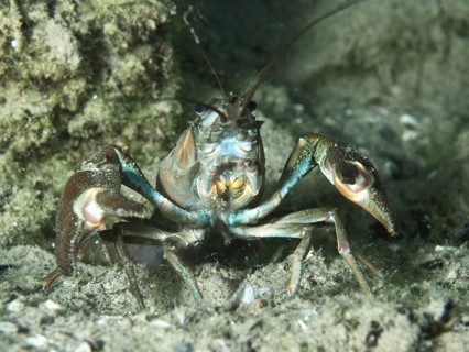 Close-up of a crayfish with distinctive claws, the signal crayfish (Pacifastacus leniusculus), an