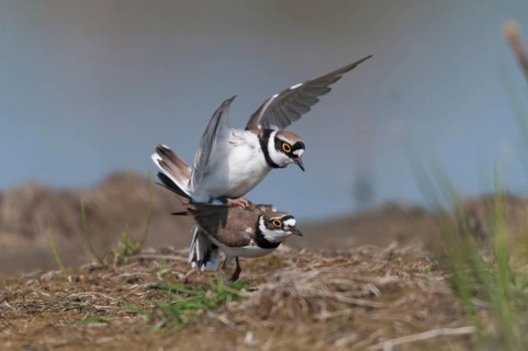 Charadrius dubius, common plover, little ringed plover, birds, charadriiformes, couple, kopula,