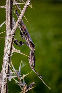 An insect is camouflaged on a spiny twig in a green, blurred setting: a ghost mantis in a meadow