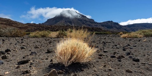 Faded Teide gorse and the summit of Montaña Guajara, also: Alto de Guajara, 2715m, crater walls,