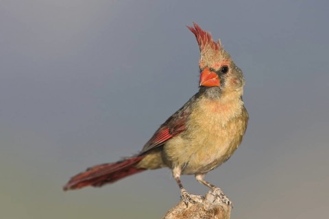 Northern Cardinal (Cardinalis cardinalis), Arizona, USA