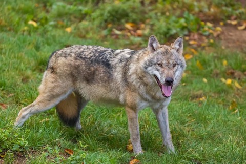 One adult male eurasian gray wolf (Canis lupus lupus) standing on a green meadow at a forest edge