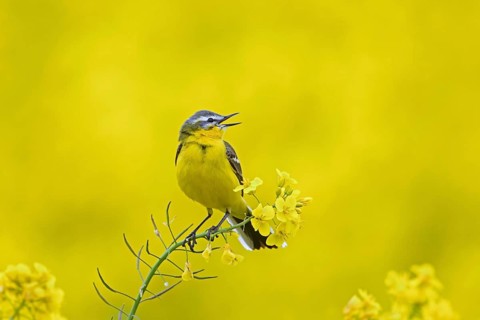 Blue-headed wagtail (Motacilla flava flava) male calling in yellow rape field, rapefield flowering