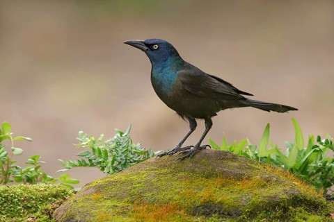 Great-tailed Grackle (Quiscalus mexicanus) male perched on the ground, Texas, USA