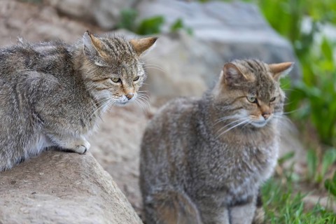 Two European wildcats, Felis silvestris silvestris, sitting on a rock. Big branch in the background