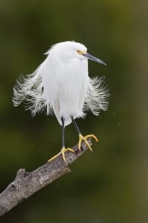 Snowy Egret (Egretta thula), Florida, USA
