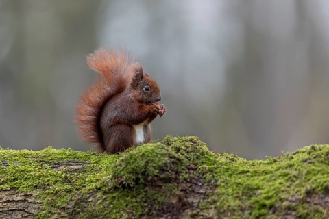 Squirrel (Sciurus vulgaris) - Eurasian squirrel - Eurasian red squirrel, sweet, cute, January,