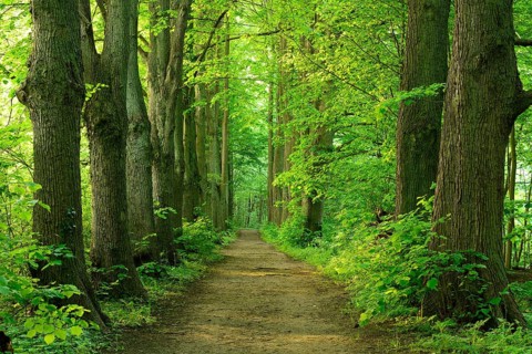 Hiking trail through an old lime tree avenue on the Schaalsee, Schaalsee Biosphere Reserve,