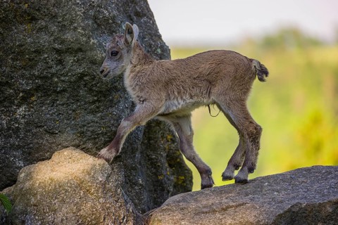 One baby ibex (Capra ibex) stands on a rock