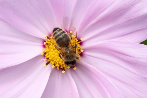 Honey bee (Apis mellifera) adult insect feeding on a Cosmos flower in an urban garden in summer,