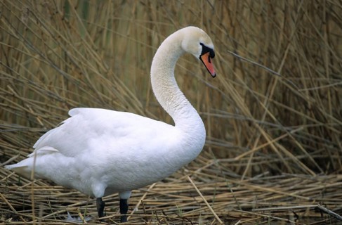 Cygnus olor, mute swan, anatidae, birds, duckbirds, mute swan, swans, swans, swans, birds,