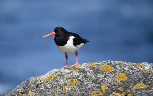 Oystercatcher, (Haematopus ostralegus) on a rock on the coast of Norway