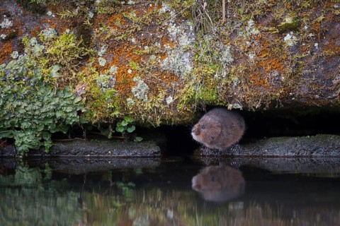 Water vole (Arvicola amphibius) adult rodent mammal on a river bank, England, United Kingdom