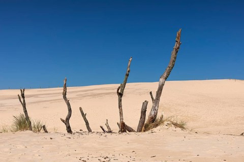 Dead trees protrude from a sand dune on a sunny day with a blue sky. Lacka Dune in the Slowinski