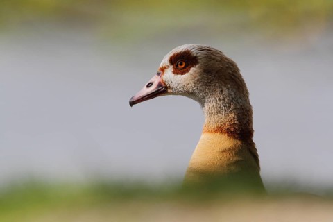 Egyptian Goose (Alopochen aegyptiaca), North Rhine-Westphalia, Germany