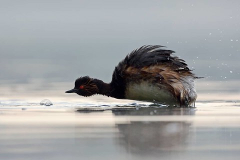 Black-necked Grebe (Podiceps nigricollis) shaking feathers, North Rhine-Westphalia, Germany