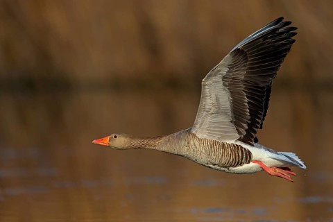 Greylag goose, Anser Anser, flight photo, lateral, flight photo, Wagbachniederung,