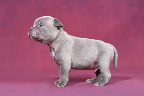 Cute 4 weeks young purebred French Bulldog puppy with long nose and tail standing in front of