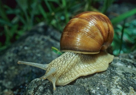 Burgundy snail, helix pomatia, roman snail, gastropod, mollusca, molluscs, snails, snails, molluscs