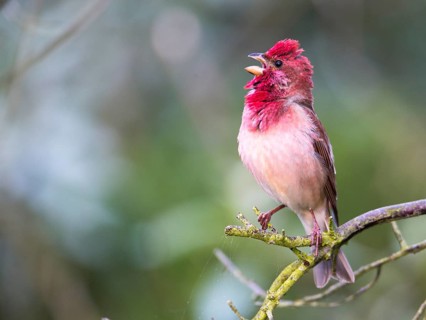 Common Rosefinch (Carpodacus erythrinus) male singing, Mecklenburg-Western Pomerania, Germany