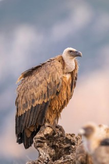 Griffon Vulture (Gyps fulvus) sitting on an old gnarled root in autumn, Pyrenees, Catalonia, Spain