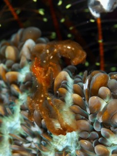 Orang-utan crab (Achaeus japonicus) surrounded by coral underwater, Gondol East dive site,