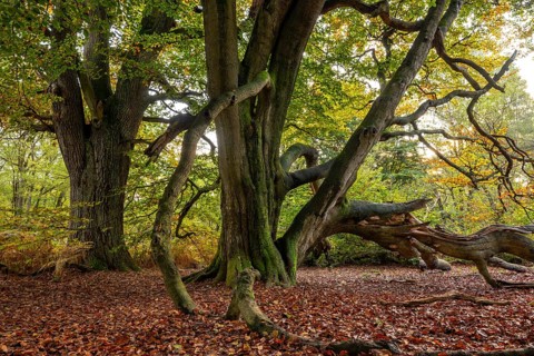 Group of old copper beeches (Fagus sylvatica) in an autumn scene in the Sababurg primeval forest,