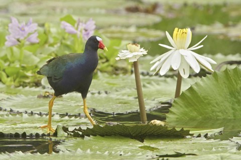 Purple Gallinule (Porphyrio martinica), Costa Rica