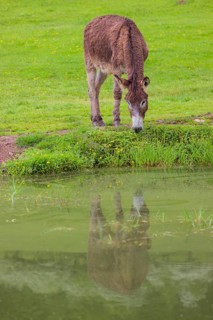 A mixed breed donkey stands grazing in a green meadow at a small pond