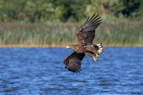 White-tailed eagle, Eurasian sea eagle, erne (Haliaeetus albicilla) juvenile flying over water of