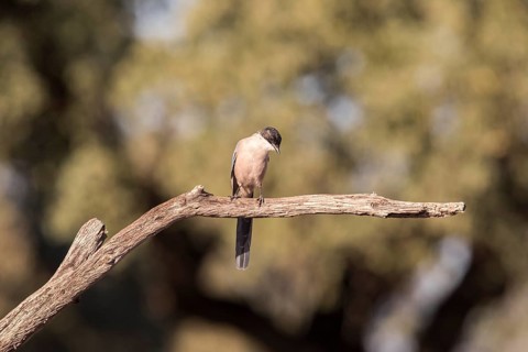 Blue magpie (Cyanopica cooki), Extremadura, Castilla La Mancha, Spain