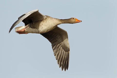 Greylag Goose (Anser anser) flying, Germany