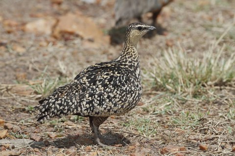 Yellow-throated Sandgrouse (Pterocles gutturalis) female, Nairobi National Park, Kenya