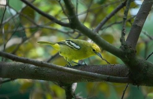 Common Iora (Aegithina tiphia) on a tree branch in Sreepur, Bangladesh