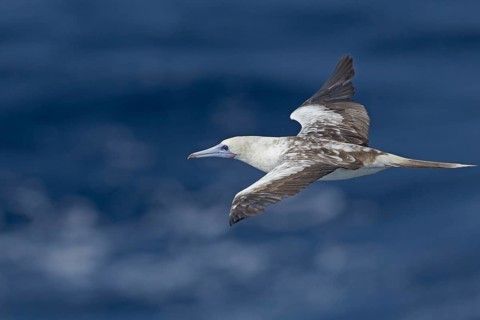 Red-footed Booby (Sula sula) flying, Northern Atlantic Ocean