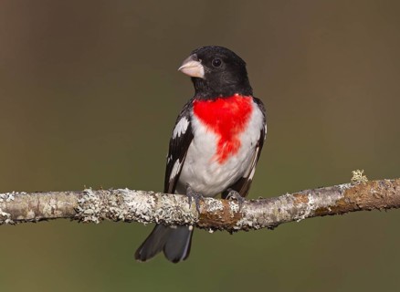 Rose-breasted Grosbeak (Pheucticus ludovicianus) male, Michigan, USA