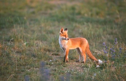 Red fox (Vulpes vulpes) Young fox looking around, Schorfheide-Chorin Biosphere Reserve,