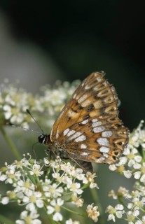 Brown cube butterfly, duke of burgundy fritillary, hamearis lucina, pearl bandage, cowslip cube,