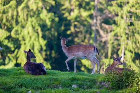 Three female fallow deer (Dama dama) rest next to a small pond. A forest in the background