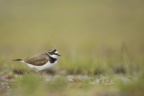 Little Ringed Plover (Charadrius dubius)