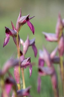 Common tongue stem, single-calloused tongue stem, granelli, Italy, orchidaceae, orchids, orchid